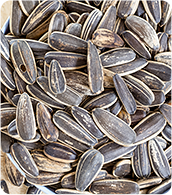 Sunflower Seeds